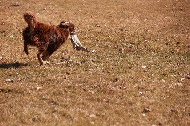 Kahverengi bir köpek ağzında bir sopayla bir tarlada koşuyor. Köpek eğleniyor gibi görünüyor ve sopaya odaklanmış durumda.