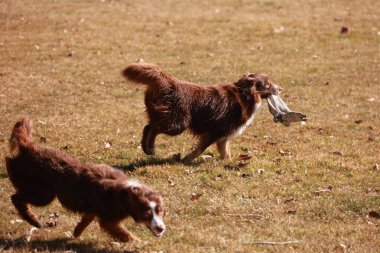 İki köpek bir tarlada koşuyor, biri frizbi tutuyor. Manzara neşeli ve enerjik, çünkü köpekler dışarıda vakit geçiriyorlar ve eğlenceli bir aktiviteye girişiyorlar.