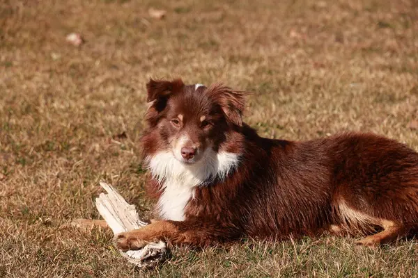 Kahverengi ve beyaz bir köpek bir kütüğün yanındaki çimlerin üzerinde yatıyor. Köpek kendi çevresinde rahat ve rahat görünüyor.