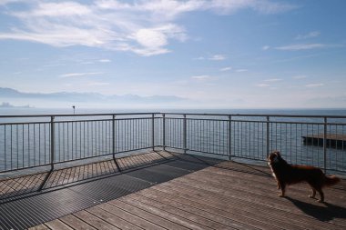 Okyanusa bakan ahşap bir güvertede bir köpek duruyor. Gökyüzü açık ve su sakin.