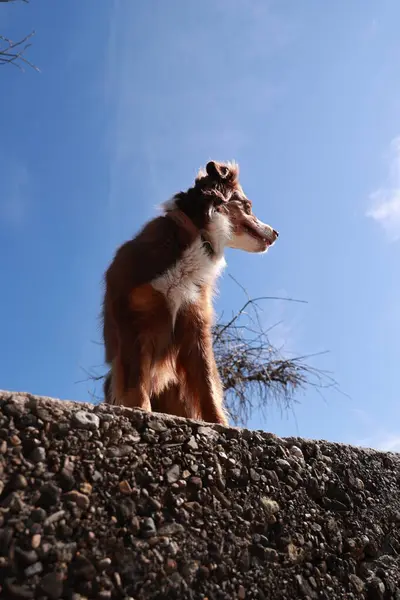 Kahverengi ve beyaz bir köpek bir kayanın üzerinde duruyor, gökyüzüne bakıyor. Gökyüzü açık ve mavi, ve köpek manzaranın tadını çıkarıyor gibi görünüyor.