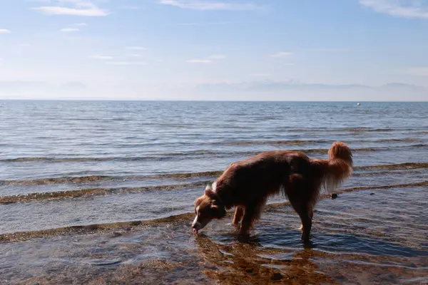 Bir köpek suyun içinde duruyor, kameraya bakıyor. Su sakin ve gökyüzü berrak.