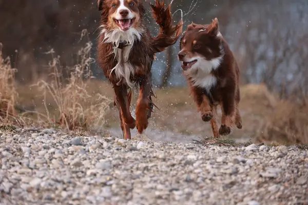 İki köpek çamurda koşuyor, biri kahverengi ve diğeri beyaz. Köpekler eğleniyor ve birlikte vakit geçiriyorlar.