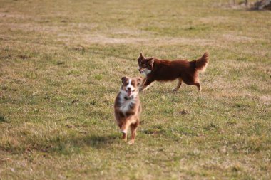 İki köpek bir tarlada koşuyor, biri bir top tutuyor. Manzara neşeli ve enerjiktir.