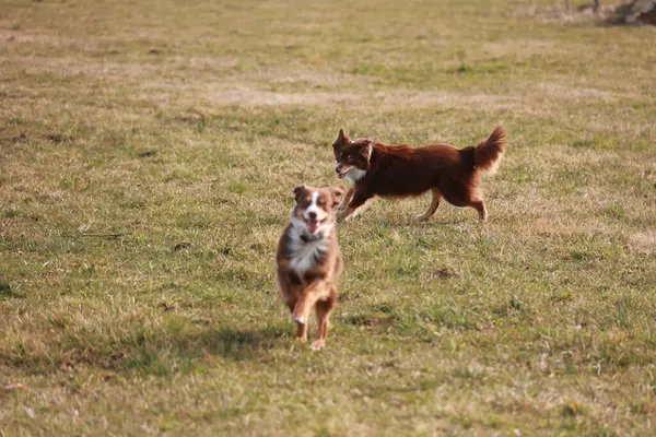 İki köpek bir tarlada koşuyor, biri bir top tutuyor. Manzara neşeli ve enerjiktir.