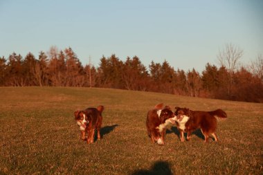 Bir tarlada üç köpek oynuyor. Köpekler kahverengi ve beyazdır. Gökyüzü mavi ve çimenler yeşil
