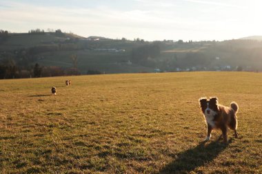 Köpek diğer iki köpekle birlikte bir tarlada duruyor. Tarla yeşil ve gökyüzü mavi.