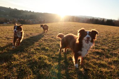 Üç köpek güneş üzerlerine doğarken bir tarlada koşuyor. Köpekler kahverengi ve beyaz ve eğleniyor gibi görünüyorlar.