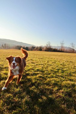 Kahverengi ve beyaz köpek tarlada koşuyor. Gökyüzü açık ve mavidir, ve güneş parlıyor. Köpek çimenlerde koşarken mutlu ve enerjik görünüyor.