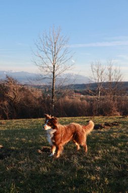 Kahverengi ve beyaz köpek çimenli bir arazide duruyor. Gökyüzü mavi ve güneş parlıyor.