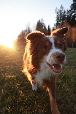 Kahverengi ve beyaz köpek üzerinde güneş parlayan bir tarlada koşuyor. Köpek mutlu görünüyor ve güneşli günün tadını çıkarıyor.