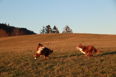 Arka planda güzel mavi bir gökyüzü olan bir arazide iki köpek koşuyor. Manzara neşeli ve enerjik.