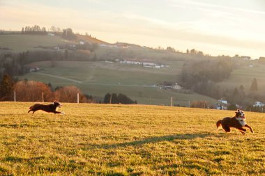 Arka planda güneş batarken iki köpek çimenli bir tarlada birbirlerini kovalıyorlar. Gökyüzü sıcak renklerle dolu. Huzurlu ve huzurlu bir atmosfer yaratıyor.