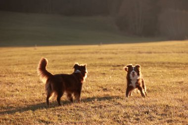 İki köpek çim tarlasında oynuyorlar. Köpekler kahverengi ve beyazdır. Arazi yeşil ve sarı