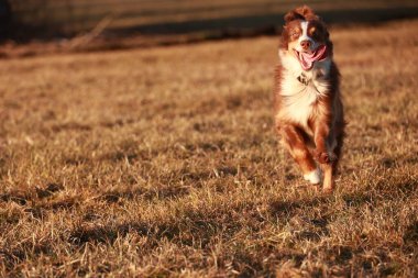 Kahverengi ve beyaz köpek uzun otların arasında koşuyor. Köpek mutlu ve enerjik, dili dışarı sarkmış. Sahne huzurlu ve sakin, çimlerin üzerinde güneş parlıyor.