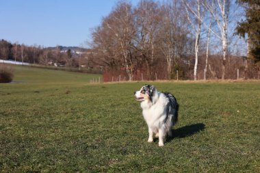 Çimenli bir arazide bir köpek duruyor. Köpek sağına doğru bakıyor. Gökyüzü mavi ve çimenler yeşil