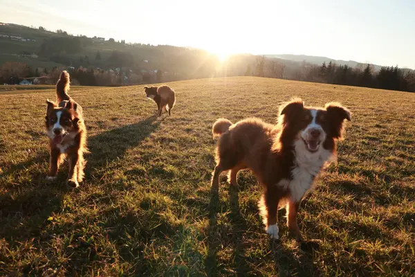 Üç köpek güneş üzerlerine doğarken bir tarlada oynuyorlar. Köpekler kahverengi ve beyazdır ve çimlerin üzerinde dururlar.