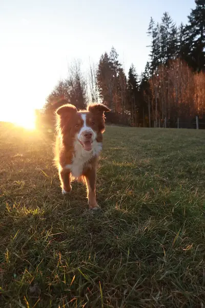 Köpek, üzerinde güneş parlayan bir tarlada koşuyor. Köpek mutlu ve güneşli günün tadını çıkarıyor.