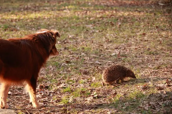 Köpek tarlada yürüyor ve küçük bir hayvana bakıyor. Köpek kahverengidir ve hayvan kirpidir.