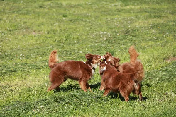 Otlak bir alanda üç köpek oynuyor. Köpeklerden birinin yüzünde beyaz bir leke var.