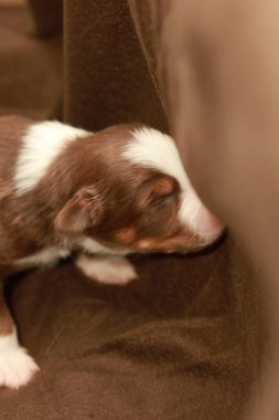 Kahverengi beyaz bir köpek yavrusu kanepede uyuyor. Yavru köpek küçük ve sevimli. Kanepe kahverengi ve yumuşak bir dokusu var.