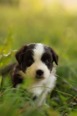 Küçük siyah ve beyaz bir köpek çimlerin üzerinde oturuyor. Köpek tuhaf bir ifadeyle kameraya bakıyor.. .