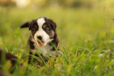 Şirin bir köpek yavrusu çimlerin arasında koşuyor. Köpek yavrusu kahverengi ve beyazdır. Çimler yemyeşil ve yemyeşil. .