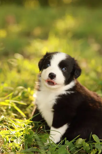 Siyah beyaz bir köpek yavrusu çimlerin üzerinde oturuyor. Yavru köpek ağzına kadar çimen dolu bir ağızla kameraya bakıyor.. .