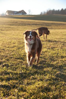 İki köpek bir tarlada oynuyor. Köpeklerden biri kahverengi ve beyaz. Diğer köpek kahverengi.