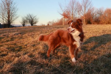 Kahverengi ve beyaz köpek çim tarlasında duruyor. Köpek sağa bakıyor.