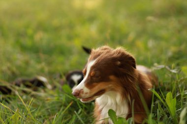 Kahverengi ve beyaz bir köpek çimlerin üzerinde uzanıyor. Köpek rahatladı ve dışarıda eğleniyor.. .