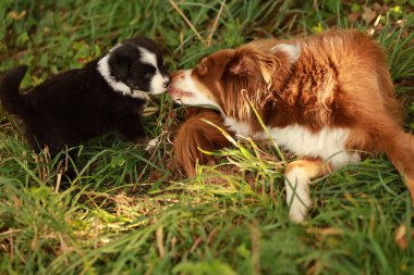 Küçük siyah ve beyaz bir köpek daha büyük kahverengi ve beyaz bir köpekle oynuyor. Küçük köpek büyük köpeğin yüzünü yalıyor.. .