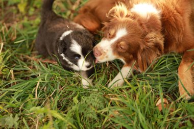 İki köpek çimenlerde yatıyor, biri diğerini yalıyor. Sahne huzurlu ve iç açıcı, iki köpek arasındaki bağı gösteriyor.. .