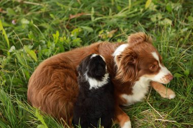 Kahverengi ve beyaz bir köpek siyah ve beyaz bir köpeğin yanında çimlerin üzerinde yatıyor. İki köpek birbirine sarılıyor ve birbirlerine eşlik etmekten zevk alıyor gibi görünüyorlar.. .