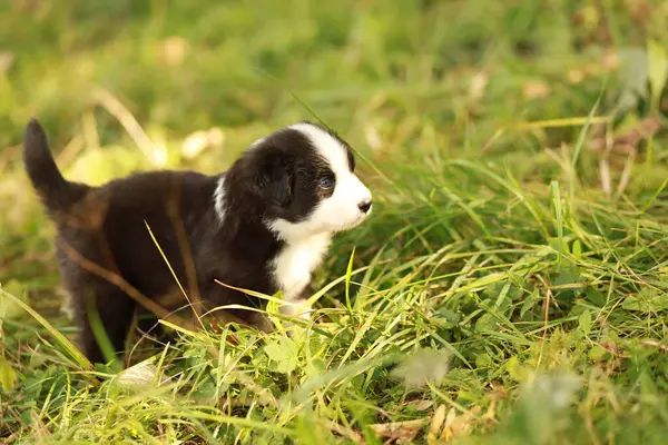 Küçük siyah beyaz bir köpek yavrusu bir çimen tarlasında duruyor. Yavru köpek kameraya bakıyor ve kuyruğu sallanıyor. Masumiyet ve oyun anlayışı. .