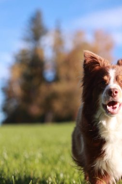 Çimenli bir alanda kahverengi ve beyaz bir köpek koşuyor. Köpek gülümsüyor ve eğleniyor.. .