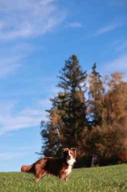 Kahverengi ve beyaz bir köpek arka planda mavi gökyüzü olan çimenli bir arazide duruyor.. .