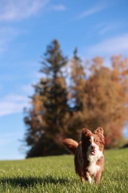 Çimenli bir alanda kahverengi ve beyaz bir köpek koşuyor. Gökyüzü mavi ve arka planda ağaçlar var. Köpek dışarıda eğleniyor gibi görünüyor.. .