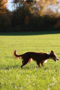 Kahverengi ve beyaz bir köpek çimenli bir arazide yürüyor. Köpek sağa bakıyor.. .