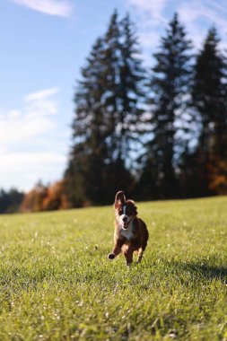 Kahverengi ve beyaz bir köpek çimenli bir arazide koşuyor. Gökyüzü mavi ve arka planda ağaçlar var. Köpek tarlada koşarken eğleniyor gibi görünüyor.. .