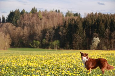 Sarı çiçeklerle dolu bir tarlada kahverengi bir köpek duruyor. Köpek sağa bakıyor.