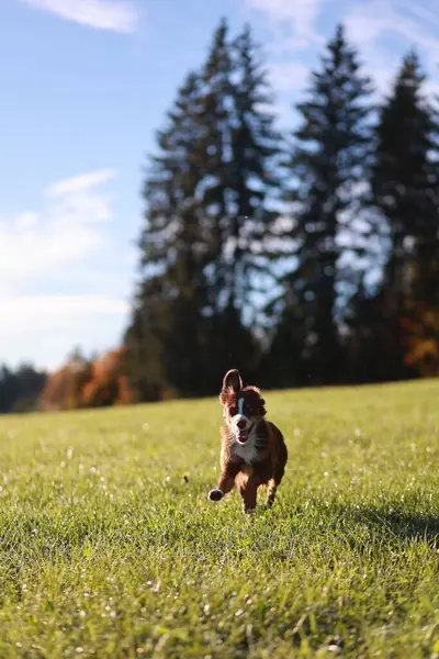 Kahverengi ve beyaz bir köpek çimenli bir arazide koşuyor. Gökyüzü mavi ve arka planda ağaçlar var. Köpek tarlada koşarken eğleniyor gibi görünüyor.. .