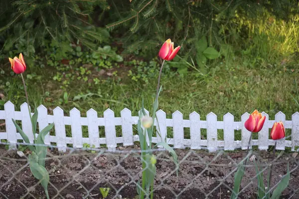 Önünde kırmızı laleler olan beyaz bir çit. Çit tel örgülerle çevrili.