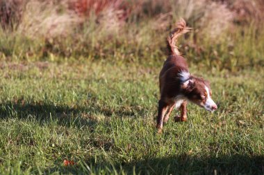 Kahverengi ve beyaz bir köpek bir çimen tarlasında koşuyor. Köpek uzaktaki bir şeye odaklanmış, muhtemelen bir topa ya da başka bir hayvana. Huzurlu ve huzurlu bir sahne.. .