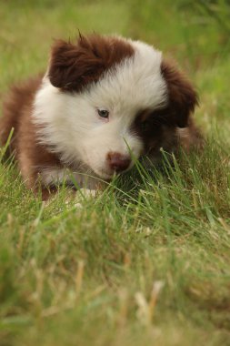 Kahverengi ve beyaz bir köpek çimlerin üzerinde uzanıyor. Köpek, kameraya bakıyor. Çimler yemyeşil ve yemyeşil