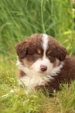 Kahverengi ve beyaz bir köpek yavrusu çimlerin üzerinde yatıyor. Yavru köpeğin mavi bir gözü ve pembe bir burnu var.