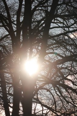 İçinde güneş parlayan bir ağaç. Ağaç çıplak ve yapraklar gitmiş.