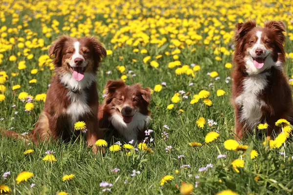 Sarı çiçeklerle dolu bir tarlada üç köpek oturuyor. Hepsi gülümsüyor ve kameraya bakıyor.