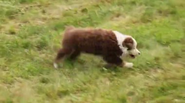 Kahverengi bir köpek çimenli bir arazide yürüyor. Köpek uzaktaki bir şeye bakıyor.