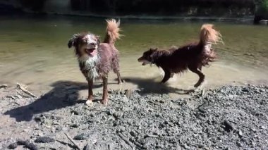 İki köpek suda oynuyorlar. Biri kahverengi ve diğeri beyaz. Su bulanık ve köpekler etrafa sıçrıyor.